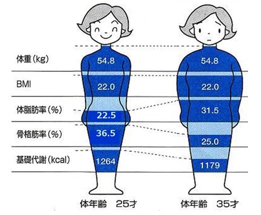 ファッショントレンド ぜいたく女性 体重 見た目